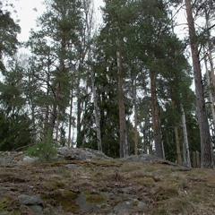 Forest Journey