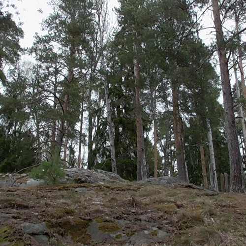 Forest Journey