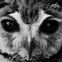 цанто да сова