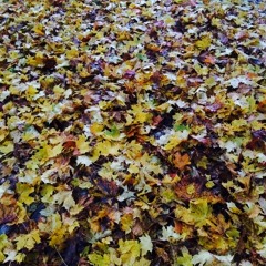 Deep Autumn 3