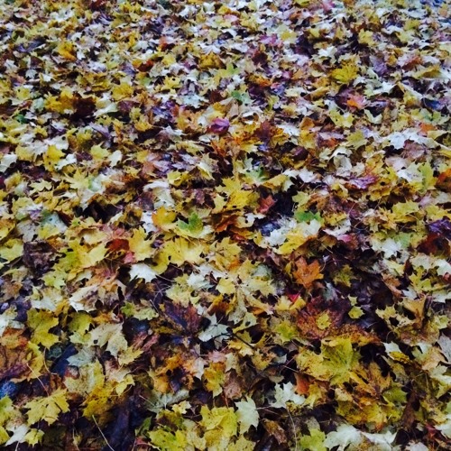 Deep Autumn 3