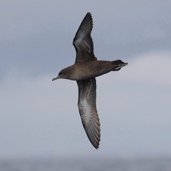 Short-tailed Shearwater birds