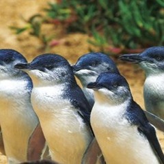 Penguin Burrows at Phillip Island