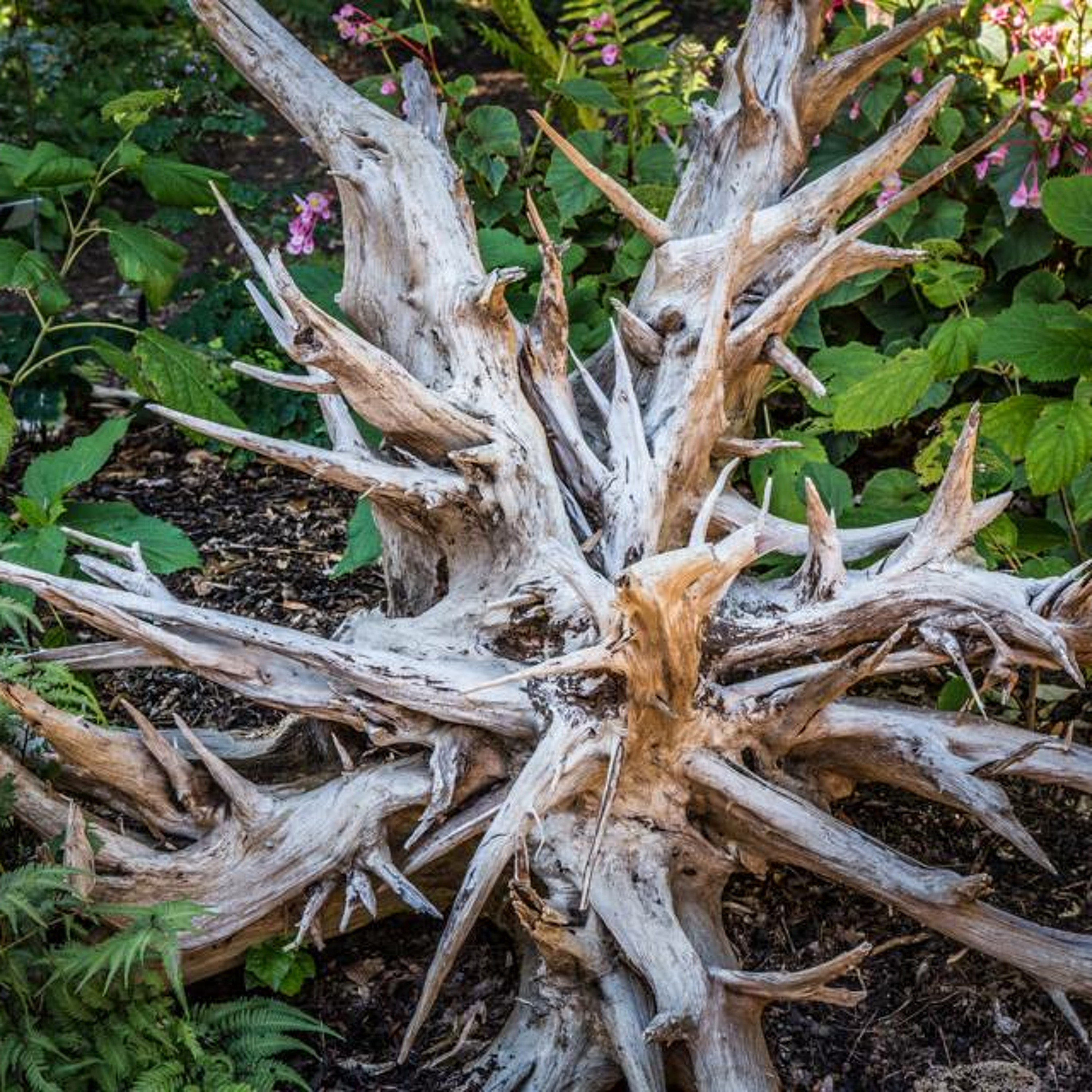Stumpery (2017) episode artwork