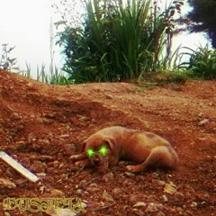 Eustela - Maladolescenza