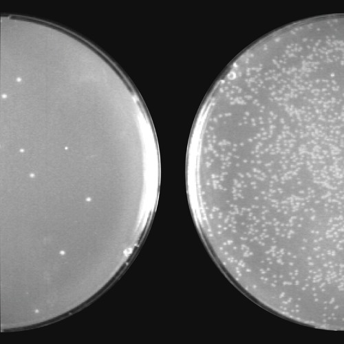 Cold [LTHL Radar Radio]