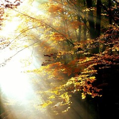 Warm Light | Alpha Wave Binaural Beats Music | Relaxation & Healing