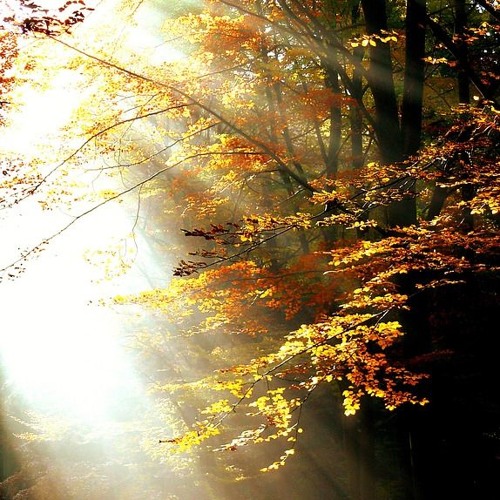 Warm Light | Alpha Wave Binaural Beats Music | Relaxation & Healing