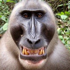 Feeling Good ha se yo