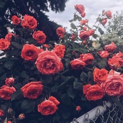 Yamcha - Hermosa Rosa