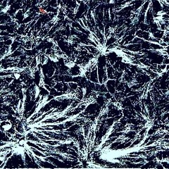 Mycelium