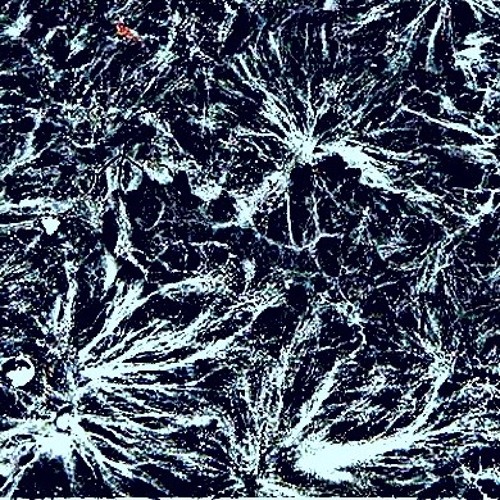Mycelium