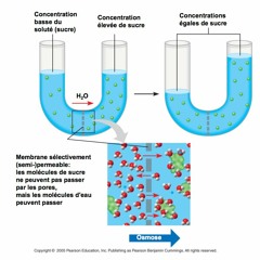 A Leaf Of Grass (oldvers.)