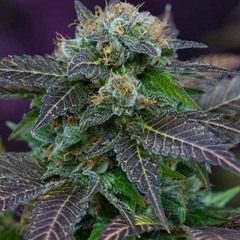 Nephtys GODDESS - Green Pluton [Prod. by Master Lo]