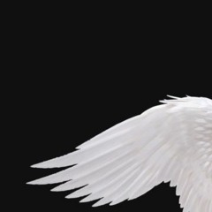 Fly