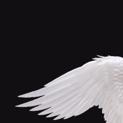 Fly