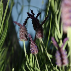 The Chocolate Song, part two.