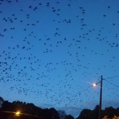 Flock of Jackdaws in Tartu