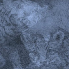 Die Tierpräparation