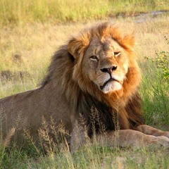 溫柔攻城獅 / NiceEngineelion