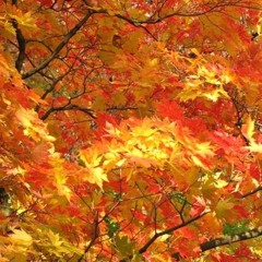 IVAN K - Autumn017