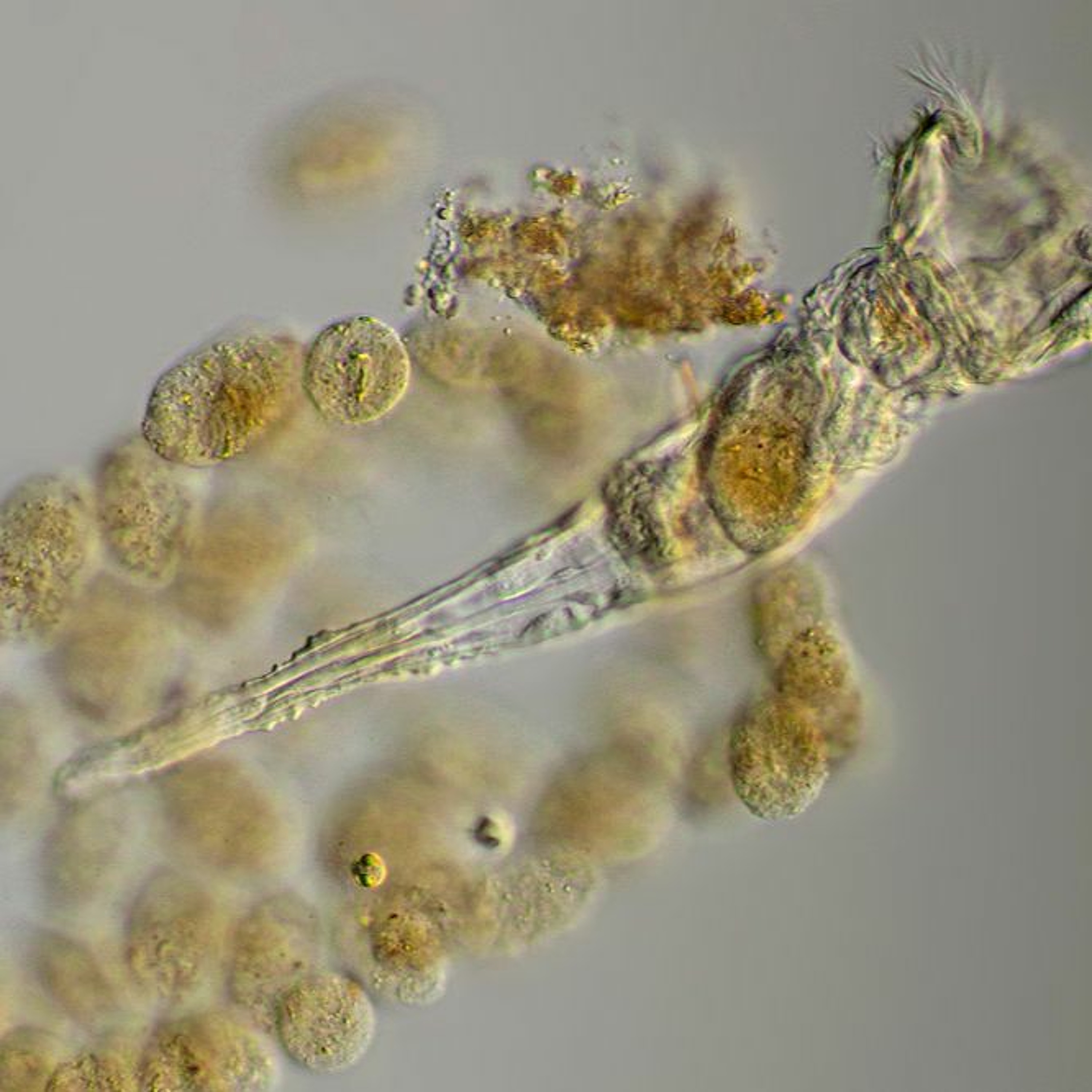 Rotifer Edges episode artwork