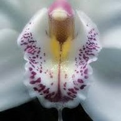 Harmon - Bound (Ethereal Rework)