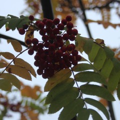 COVER "Hey bulldog" by The Beatles