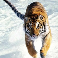 08 Oxum Lava O Meu Coração