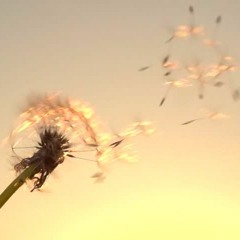 Dust In The Wind (Kansas cover)