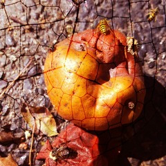 In The Garden Of Eden (In-a-Gadda-da-Vida adaptation)