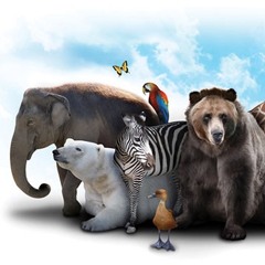 The Zoo Restricted Sounds