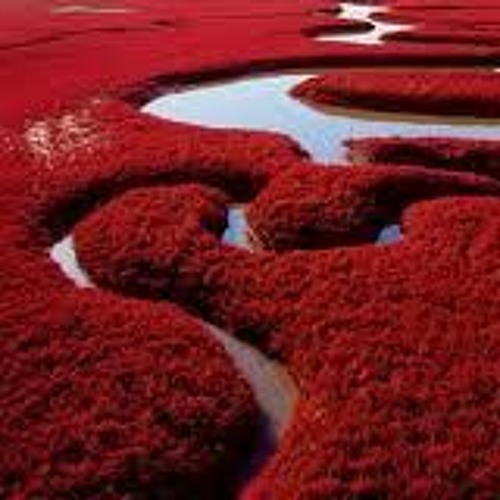 Կարմիր ջրիմուռներ by Lilit Sahakyan