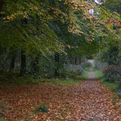 Wind, Ravens In Newborough Forest