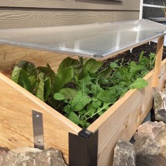 Planting into a Cold Frame
