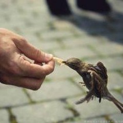 حياتك جنات وكفك جدول | سمير البشيرى
