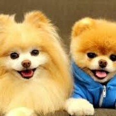 Liên Khúc Nhạc Trữ Tình Bolero Hay Nhất 2017 - Những Ca Khúc Nhạc Vàng Trữ Tình Hay Nhất 2016 - V.A