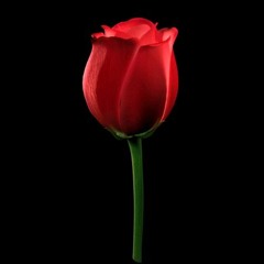 Samara  Allo HQ Audio Official