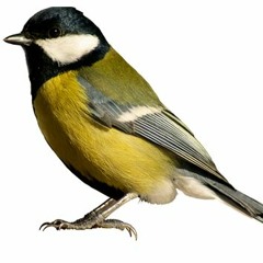 Муки любви (Крейслер)