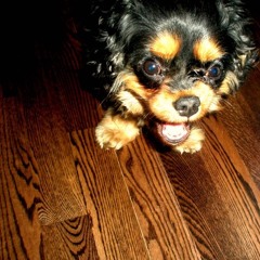 re:stacks (bon iver) cover