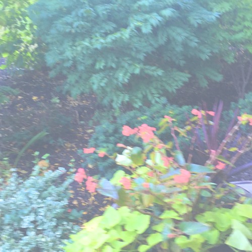 fall, trees. vol. I