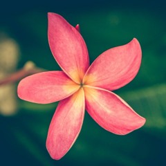 HasbunAllahu Wa Ni'mal Wakil - Saad Al Qureshi - Zikr