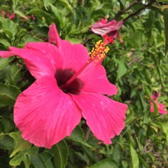 ឆ្នាំអូន ៣១