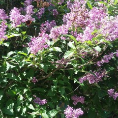 Gisèle Biron + Alain Auclair
