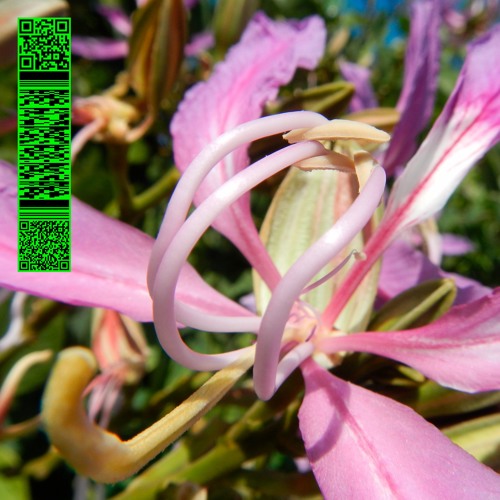 013 - Avalon Emerson: One More Fluorescent Rush / Finally Some Common Ground