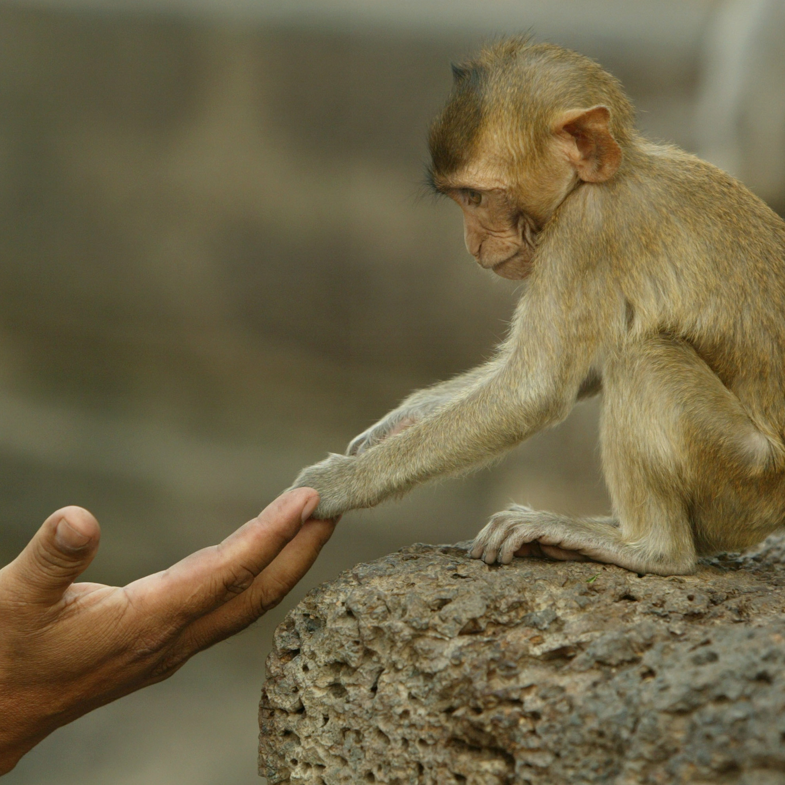 14 - Who Shall Inherit The Earth, And How Furry Will They Be? thumbnail