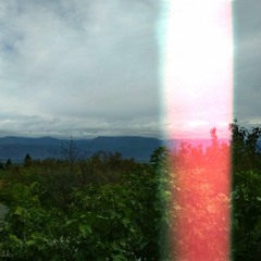 fallen sakura leaves