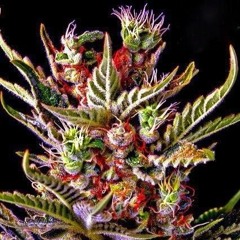 420 Friendly Vibes V. 1.0