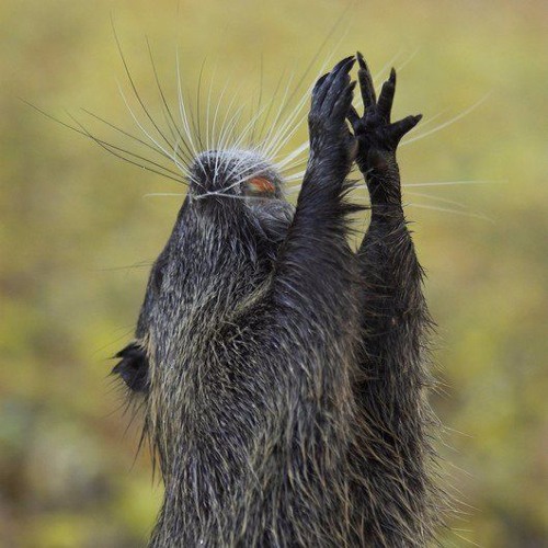 "Mon meilleur ami est un ragondin" par CTRL X