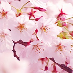 さくらはなびら(Cherry blossom petals)